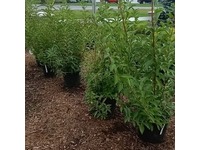 Greenhouse